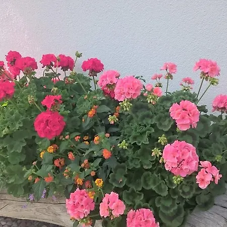 Haus Rosmarie Apartman