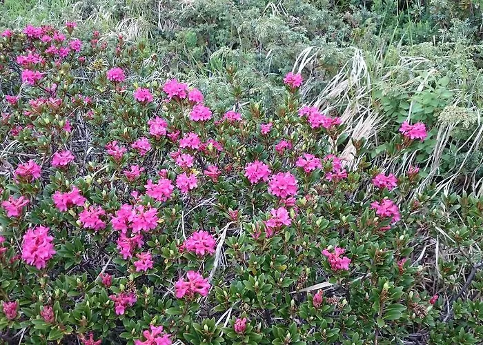 罗斯马里亚酒店