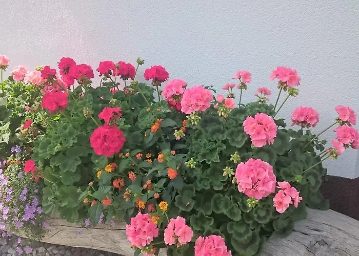 Haus Rosmarie Apartmán